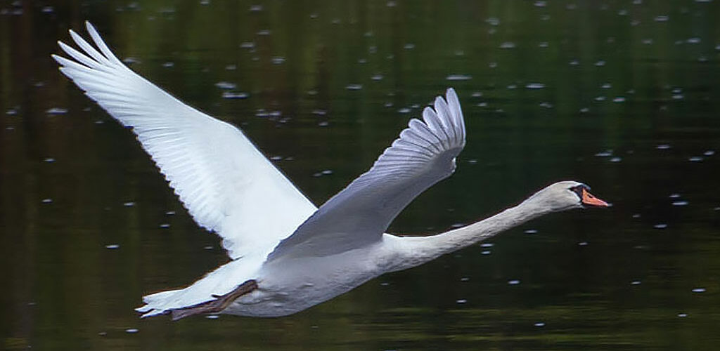 vol cygne