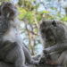 Singes à Bali