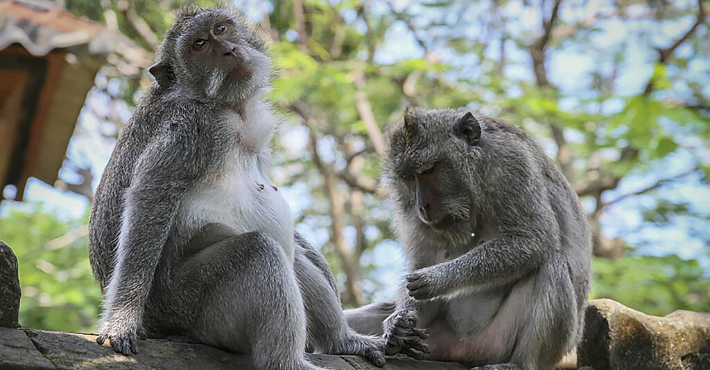 Singes à Bali